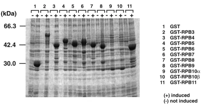 Fig. 2. Fusion proteins of GST with various small subunits of Pol II. The fusion proteins were extracted from induced culture by  addition of IPTG () or non-induced culture as control (), separated on SDS-polyacrylamide gel and visualized by CBB staining