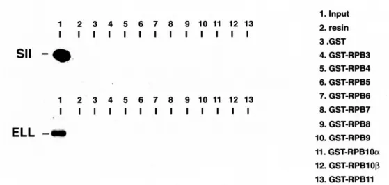 Fig.  5.  Binding  of  Pol  II  subunits  to  TFIIF  (RAP74  and  RAP30).  The  GST-subunit  fusion  proteins  were  immobilized  on  Gluthatione-Sepharose 4B and incubated with both RAP74 tagged by FLAG epitope (upper panel) and RAP30 tagged by FLAG  epit