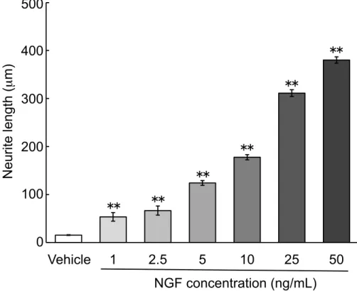 Fig. 4  NGF-induced neurite outgrowth in PC12 cells. 