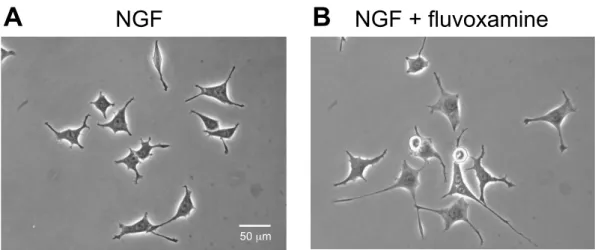 Fig. 5  Morphological changes by fluvoxamine on NGF-induced neurite    outgrowth in PC12 cells