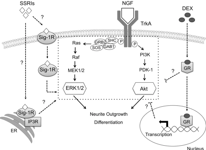 Fig. 1  The signaling pathways down-stream of NGF and its receptor TrkA and        their interactions with sigma-1 receptor