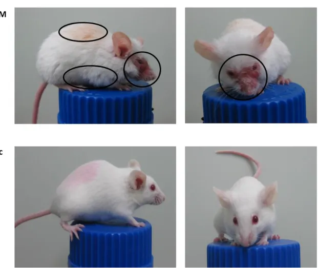 Fig. 4  Representative examples of ADJM mice and BALB/c mice 