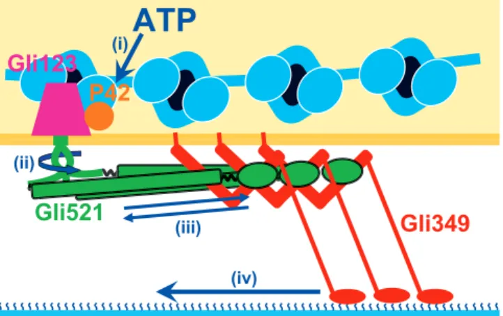図 5　滑走装置ユニットの模式図．Gli521 の Oval が Gli349 の 短いロッドの前方部分をつかんでいる．Gli123 と P42 の配置 は想像である．滑走装置ユニットは細胞の内側からくらげ構造 によって支えられている．P42 が ATP を加水分解して動きを 作る．
