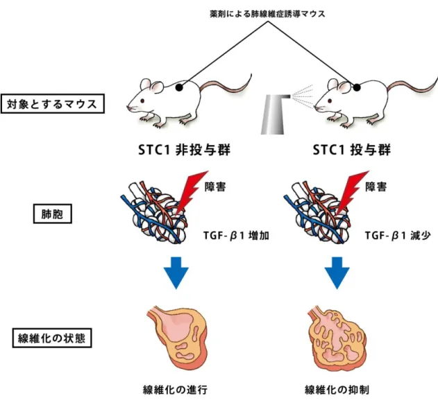 図 2. STC1 の投与と線維化の進行 