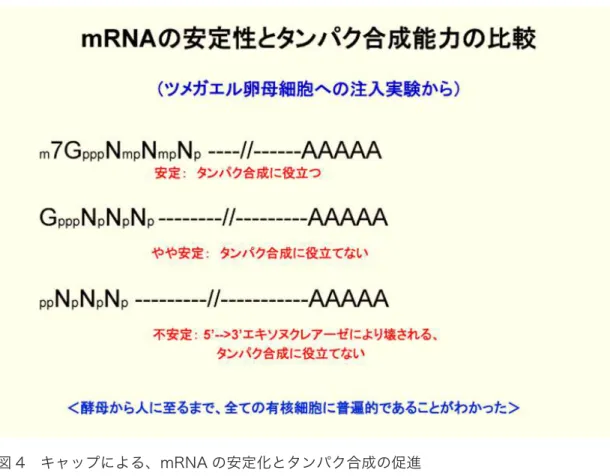 図 4  キャップによる、mRNA の安定化とタンパク合成の促進 