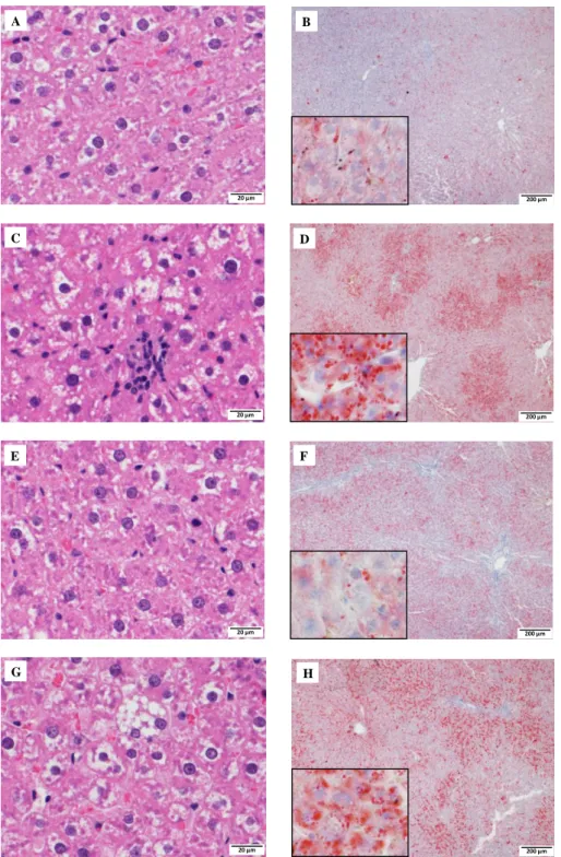 Fig. 1-1    Representative H&amp;E and ORO staining in liver of WI (A, B), GK (C, D), ZL (E, F) and ZF rats (G, H)
