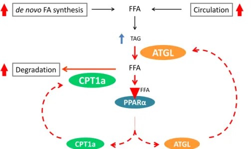 Fig.  1-7    The  pathway  of  TAG  synthesis  and  proposed  model  of  a  positive  feedback  loop  between  PPARα－