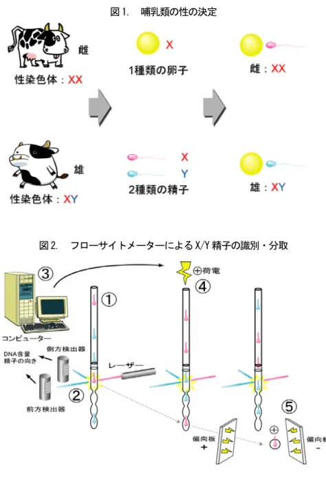 図 2.  フローサイトメーターによる X/Y 精子の識別・分取 