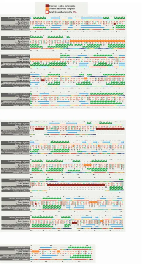 Figure 14. Comparison of predicted secondary structure of SCLAV_4179  and template known secondary structure and their amino acid sequences