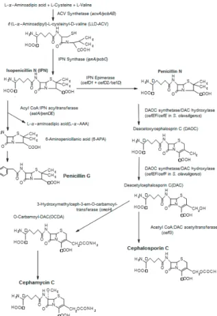 Figure 2. The five main classes of β-lactam antibiotics. 