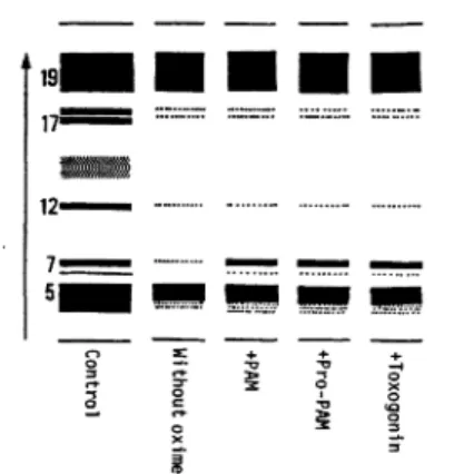 Fig.  8  Effects  of  oximes  on  serum  ChE  isoenzyme  of  rats  at  90mins  after  administration  of  
