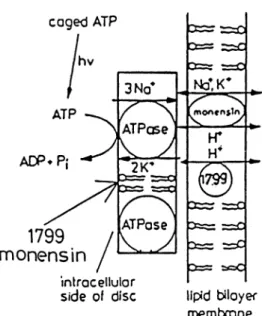Fig. 2  Caged  ATPと 光 の反 応 に よ るATPの 遊 離 Fig.  3  (Na,  K)-ATPase  に よ る イ オ ン 輸 送 とATP 加 水 分 解 の 共 役 反 応 の 順 路