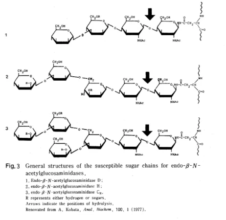 Fig.   3  General  structures  of  the  susceptible  sugar  chains  for   endo-ƒÀ-N- endo-ƒÀ-N-acetylglucosaminidases.