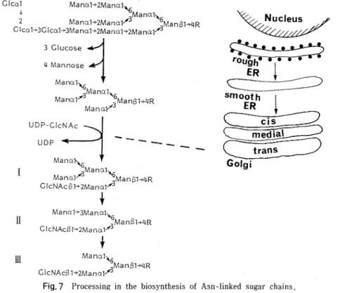 Fig.  7  Processing  in  the  biosynthesis  of  Asn-linked  sugar   chains. 