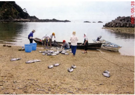 図 5　漁獲物の分配の様子 (2007 年 5 月 28 日筆者撮影 ) 　漁獲物の分配は，漁に出ていた人が浜に戻り次 第行われる．漁獲物は浜にあげられ，参加人数＋ α （網元・舟主）で振り分けられる．参加者はそ れぞれ一人前ずつをもらうが，網元と舟主は二人 前をとることができる，という具合である（図 5 )． 基本的にはこのような方法で分配は行われるが， 漁に参加することができない女性たちにも漁獲物 は分配されていた．ただし，夫や息子が漁に参加 している世帯であれば，漁業者間の分配を通して 収益はある．し