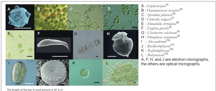Figure 1 : Microalgae mentioned in this report (electron micrographs)