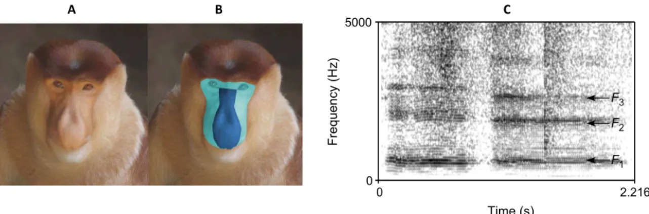 Fig. 1. Facial and vocal characteristics in a proboscis monkey male. Examples of (A) a male proboscis monkey face, (B) nasal/facial areas, and (C) sound spectro-