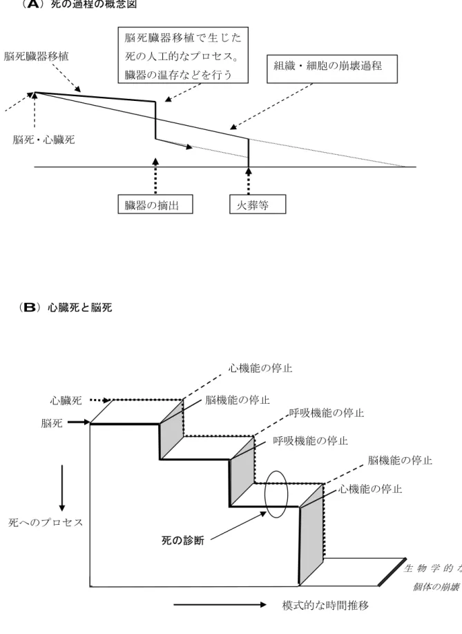 図表 18：「死」のプロセス     脳死・心臓死 組織・細胞の崩壊過程 臓器の摘出 火葬等 脳死臓器移植で生じた死の人工的なプロセス。臓器の温存などを行う 脳死臓器移植  心機能の停止  脳機能の停止  心機能の停止 呼吸機能の停止 呼吸機能の停止  脳機能の停止 心臓死 脳死  死の診断  模式的な時間推移 死へのプロセス （B）心臓死と脳死 （A）死の過程の概念図 死の診断  生 物 学 的 な個体の崩壊