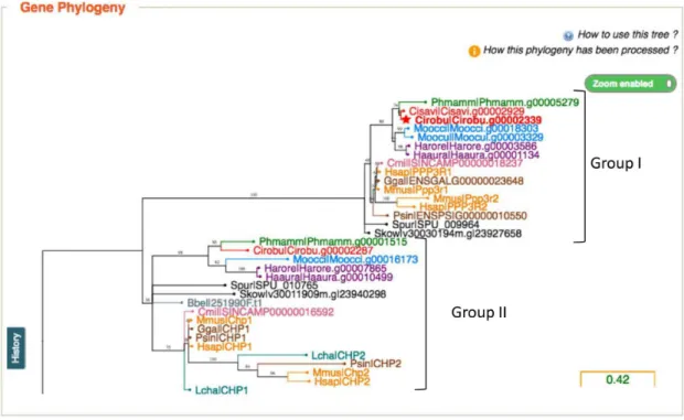 Figure 1. Interactive gene Phylogenies. Screenshot from a part of the phylogenetic gene tree including genes Cirobu.g00002339 and Cirobu.g00002287.