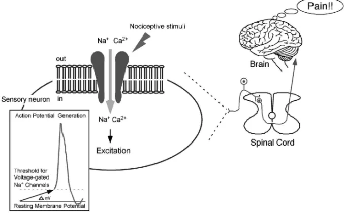 Fig. 1. Mechanisms for Pain Sensation from the Detection of Nociceptive Stimuli