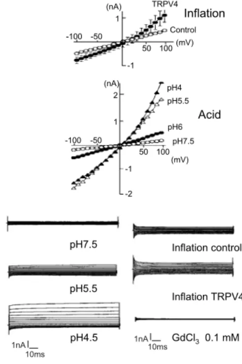 Fig. 3 Biochemical cascade activates TRPV4 trigger by swelling. Hypotonic swell of the cell activates  phos-pholipase (PL) A2 or D and arachidonic acid (AA) is released