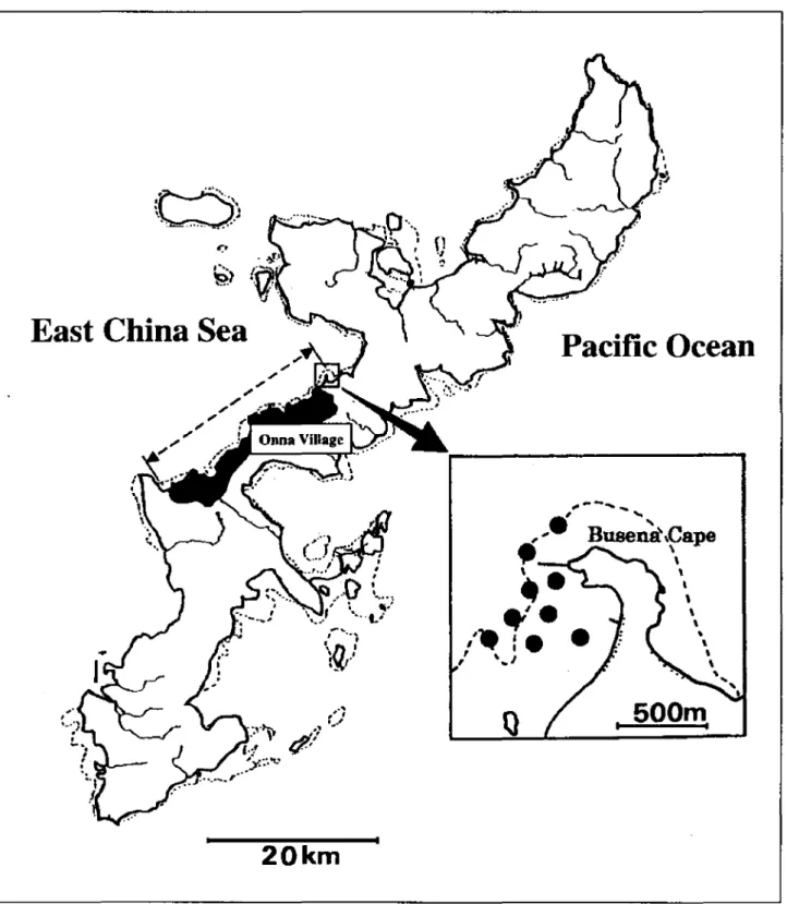 Fig. 1. A map of Okinawa Island with enlarged map of Busena Cape.