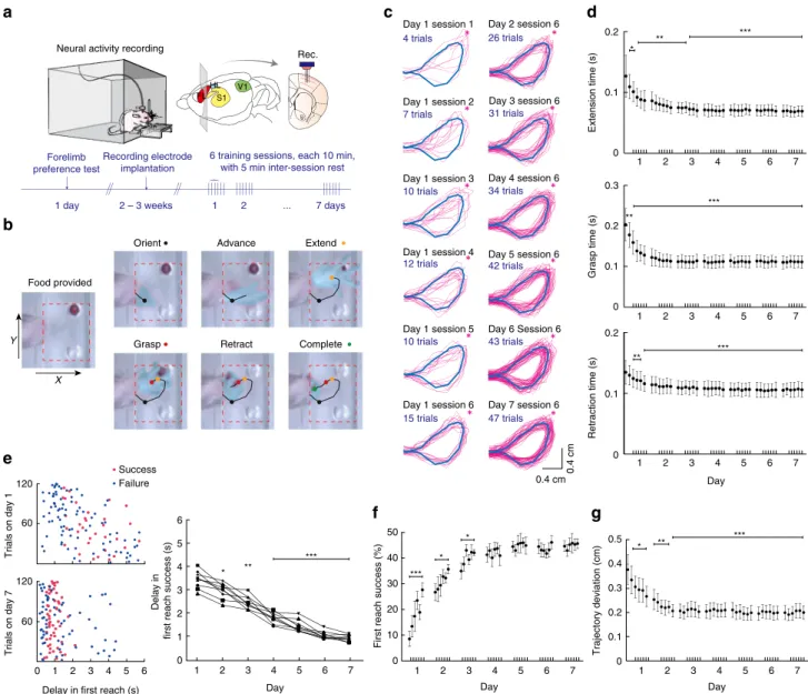 Figure 1 | Forelimb reaching for food training and simultaneous recording from L5b neurons in M1