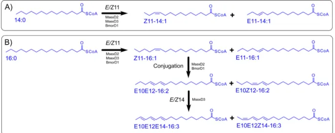 Fig. 1. Overview of desaturation reactions catalyzed by M. sexta and B. mori wild-type mFADs