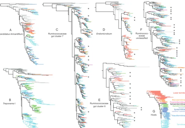 Figure 1. Selected phylogenetic trees showing relationships between  termite derived sequences and related environmental sequences  recovered using BLAST, based on 450-bp of 16S rRNA