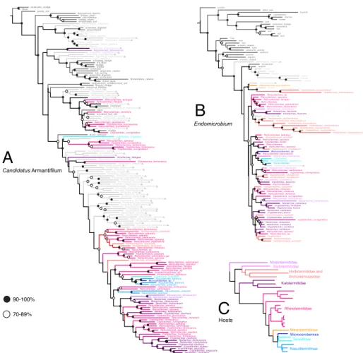 Figure 2. Phylogenetic relationships among termite-derived sequences  and related environmental sequences, based on full-length 16S rRNA  sequences and inferred using MrBayes