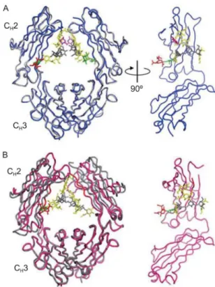 Figure 4. Comparison of sialylated and native Fc struc- struc-tures. (A) Superposition of enzymatically sialylated Fc (blue) (PDB ID code: 4BYH) and native Fc (gray) (PDB ID code: 1H3Y)