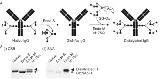 Figure 5. Glycosylation remodeling of IgG using Endo-S and Endo-M-N175Q. (A) Schematic representation of the chemoenzymatic glycoengineering method