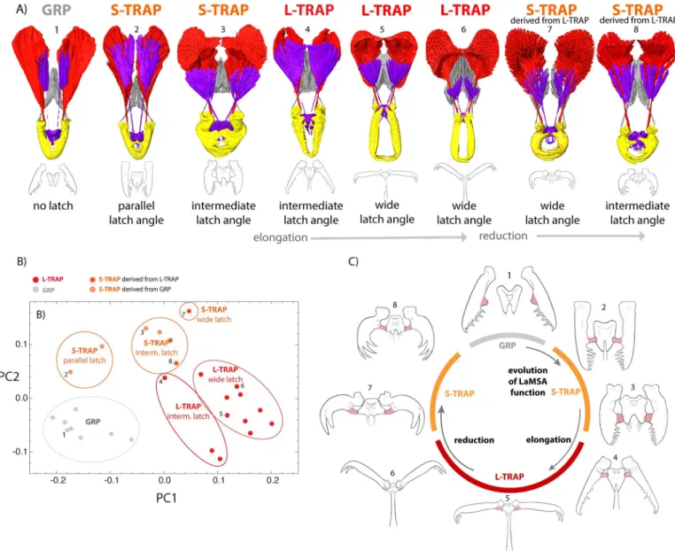Fig 5. Extant forms represent a continuous pathway between ancestral and most derived mandible types, but this diversity arose after change of function.