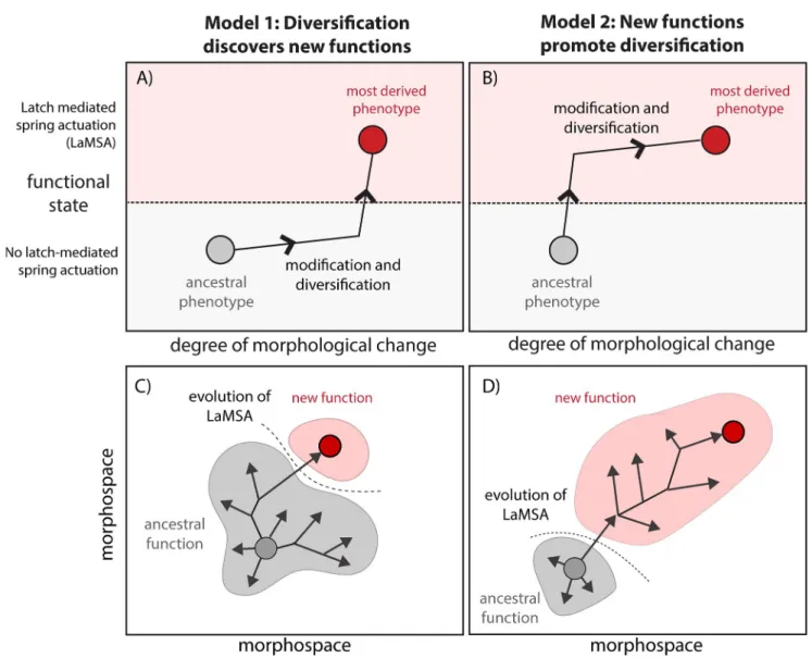Fig 1. Conceptual diagram showing contrasting hypotheses for a functional and morphological transitions during biomechanical innovation.