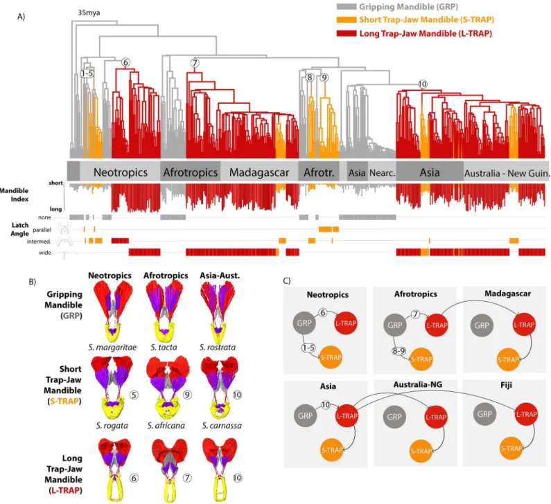 Fig 3. Mandible power-amplification mechanisms and associated ecomorphological diversity have evolved repeatedly from gripping ancestors in Strumigenys