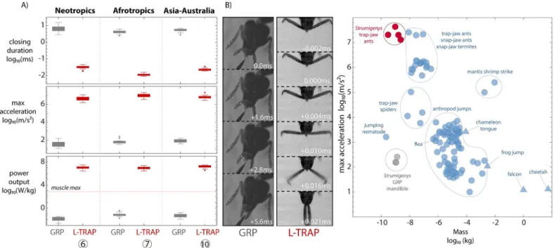 Fig 4. Parallel evolution of enhanced performance associated with the trap-mechanism. (A) Mandible closing duration, maximum linear acceleration, and power output measured with high-speed videography (boxes are middle 50% of data, whiskers are +/−2.7 s, po