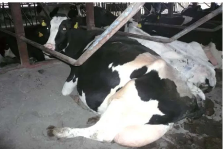 図 1 酪農利益の構造上田 飼料給与面でのポイントは糖蜜散布による乾物摂取量を上げる事ですね。Ｈさん お湯で希釈した液 糖蜜を3 回 /日、飼槽のラップサイレージの上にかけている。上田 食い込ませるためには労力を惜しまれていませんね。その食い込ませるチモシーのラップサイレージの作り方、使い方のこだわりも教えて下さい。Ｈさん 刈り取りのタイミングの見極めを重要視している。光合成による栄養価を期待して、降雨とその後の晴天の継続日数、牧草の成長具合をみて今年も収穫した。予乾は乾燥気味を目指しているね。あと搾乳牛と