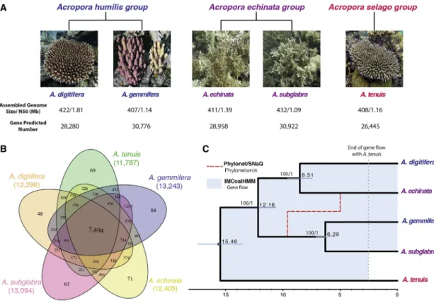 Figure 1. The Evolutionary History of Acropora Inferred from Five Genomes