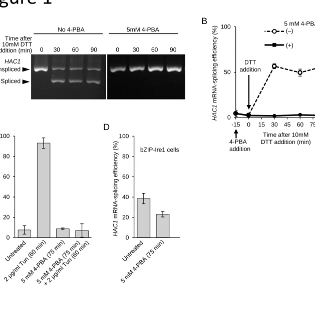 Figure 1 A C No 4-PBA                         5mM 4-PBA HAC1 BD 050100 -15 0 15 30 45 60 75 90 HAC1mRNA-splicing efficiency (%)  Time after 10mM DTT addition (min)UnsplicedSpliced 0      30       60       90           0        30       60       90 HAC1mRNA