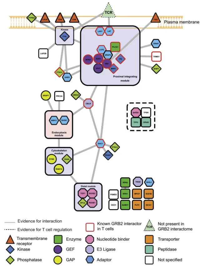 Figure 2. The GRB2 Interactome in Peripheral CD4 + T Cells
