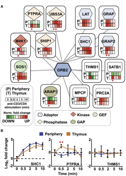 Figure 4. Quantitative Comparison between the Dynamics of GRB2 Protein Complexes in Developing versus Mature Primary T Cells (A) The GRB2 protein-protein interaction network displays the association of time-dependent  pro-teins following anti-CD3 and anti-