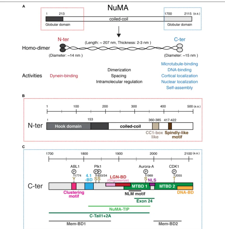 FIGURE 2 | NuMA’s domain structure. (A) Diagrams of full length NuMA. Human NuMA isoform 1 (NP_006176) consists of 2,115 amino acids (a.a.) (Yang et al., 1992), whereas NuMA isoform 2 (NP_001273490) is lacking 14 a.a
