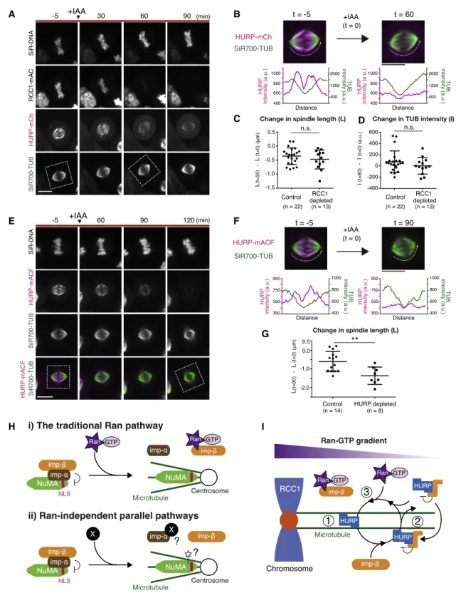 Figure 7. Models of Local Activation Mechanisms for HURP and NuMA in Mitosis (A) Live fluorescence images of DNA, tubulin, and indicated proteins