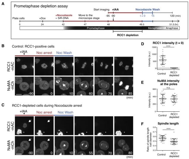Figure 3. RCC1 Depletion during Prometaphase Does Not Affect NuMA Localization and Function at the Spindle Poles (A) Diagram of prometaphase depletion assay (see STAR Methods).
