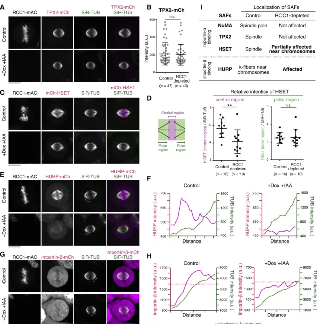 Figure 4. RCC1 Regulates Chromosome-Proximal Localization of HURP and HSET