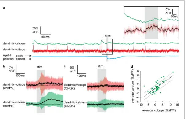 Figure 3. Sensory stimulation evokes graded voltage-dependent dendritic calcium signals in the absence of dendritic complex spikes (DCSs) and dendritic spikes (DS)