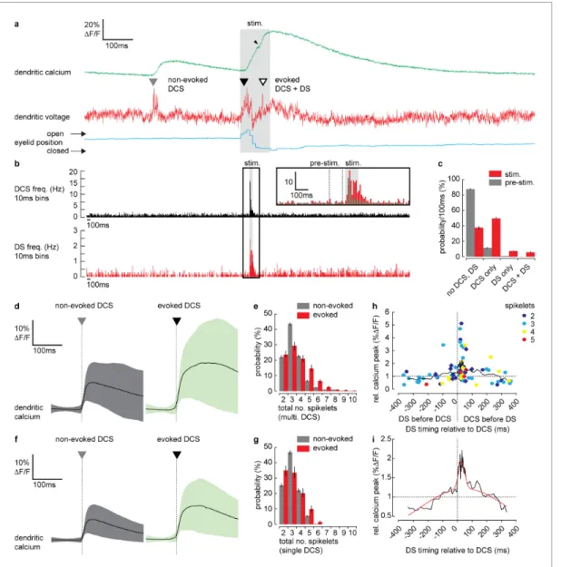 Figure 4. Dendritic complex spikes (DCSs) and dendritic spikes (DSs) triggered by coincident climbing fiber (CF) and parallel fiber (PF) synaptic input evoke supralinear calcium signals during sensory stimulation