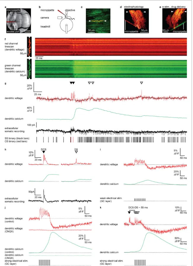Figure 1. Electrical stimulation of parallel fiber (PF) input evokes graded dendritic voltage and calcium signals and dendritic spikes (DSs) in Purkinje neuron (PN) dendrites