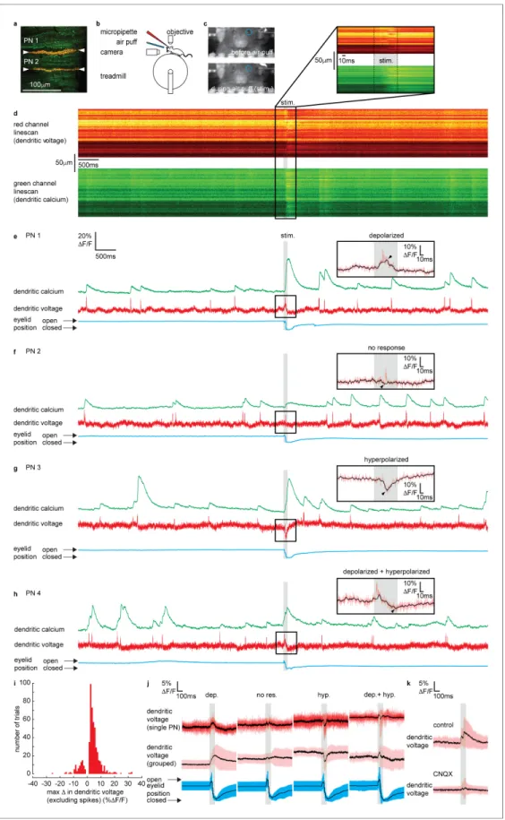 Figure 2. Sensory stimulation evokes graded depolarizing and hyperpolarizing signals and calcium signals in Purkinje neuron (PN) dendrites