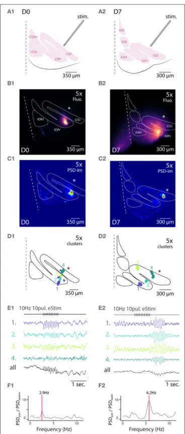 FIGURE 4 | Wide field 1-photon voltage imaging of STO in acute brainstem slices. Example of one experiment in D0 condition (A1–F1) and in D7 condition (A2–F2)